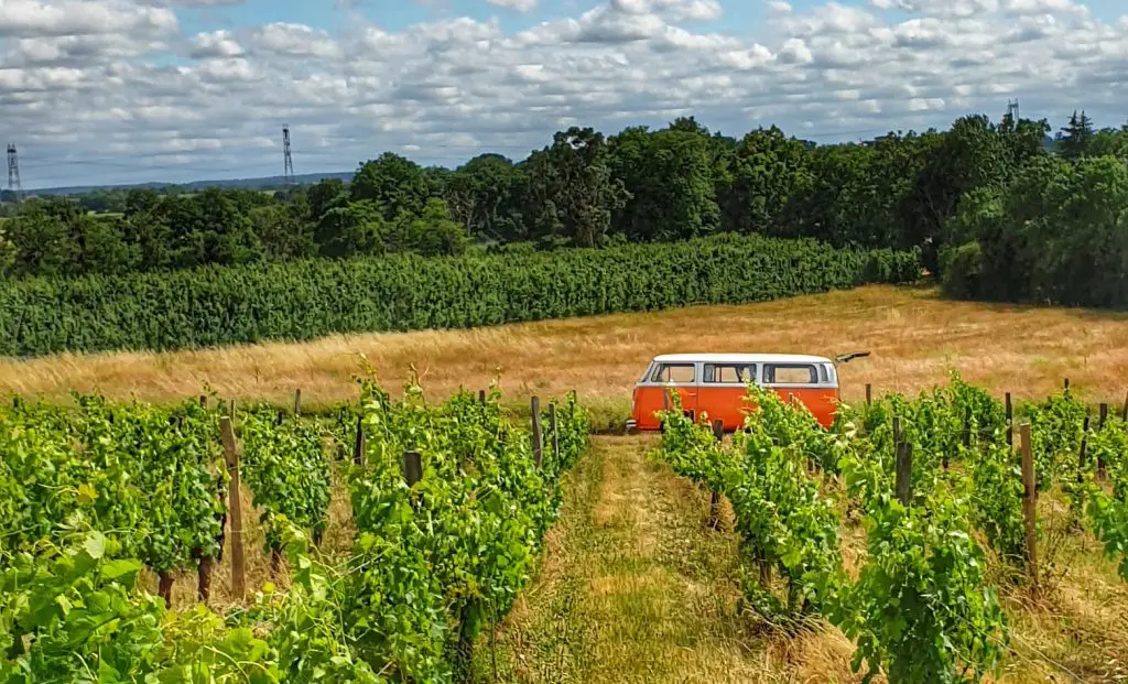 Combi volkswagen dans les vignobles du Maine et Loire