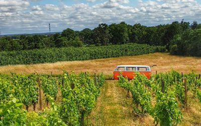 Combi volkswagen dans les vignobles du Maine et Loire